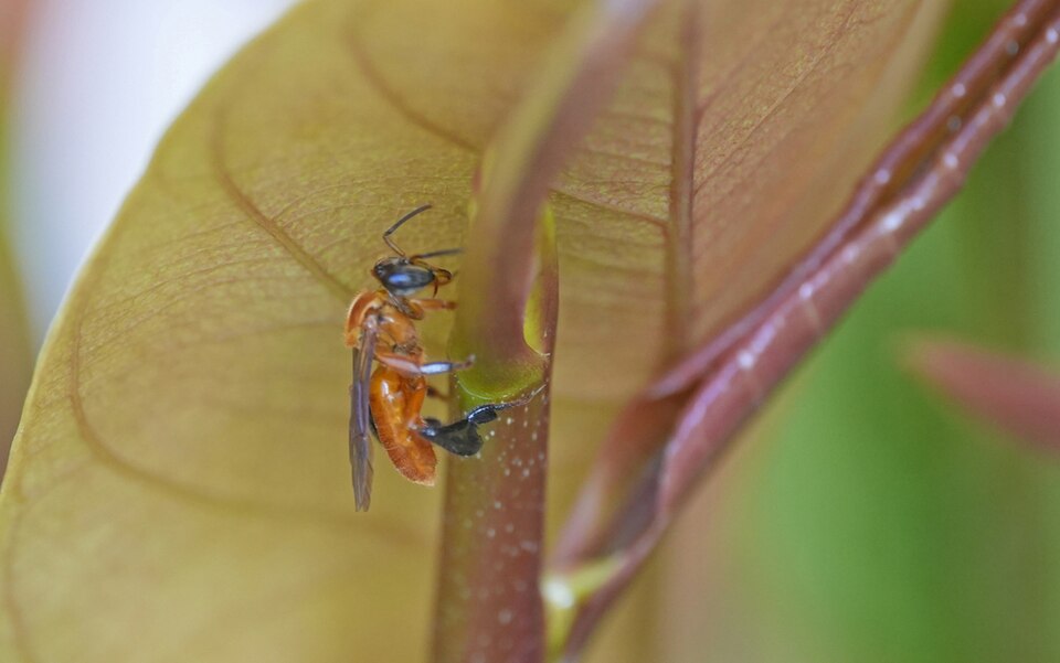 Camargoia nordestina (Camargoia nordestina)