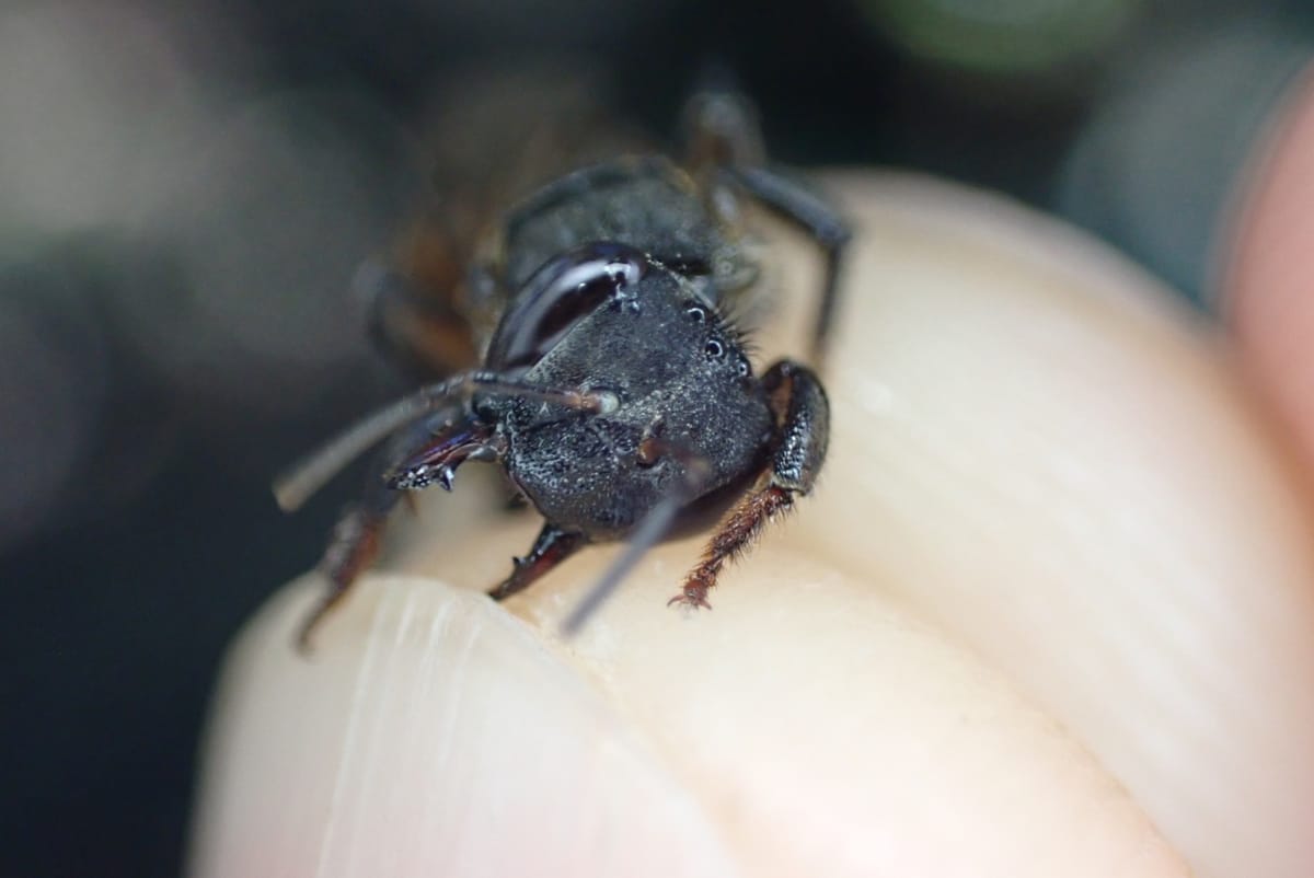 Mombucão-amazonense (Cephalotrigona femorata)