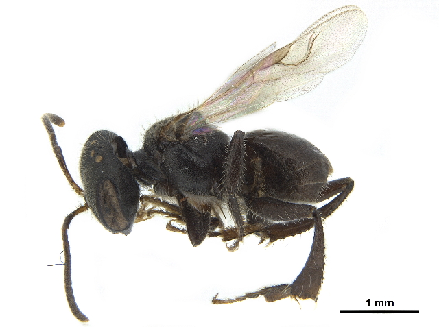 Dolichotrigona mendersoni (Dolichotrigona mendersoni)