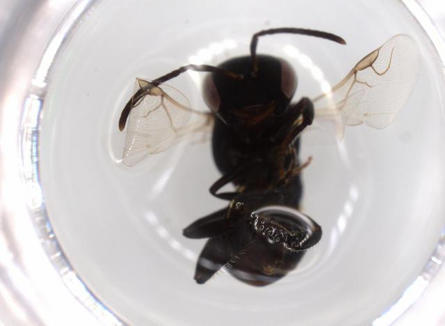 Dolichotrigona rondoni (Dolichotrigona rondoni)