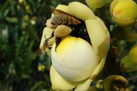 Frieseomelitta longipes (Frieseomelitta longipes)