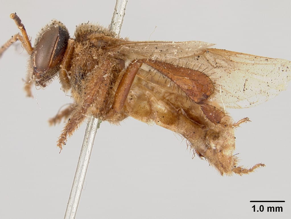 Perna-longa (Frieseomelitta meadewaldoi)