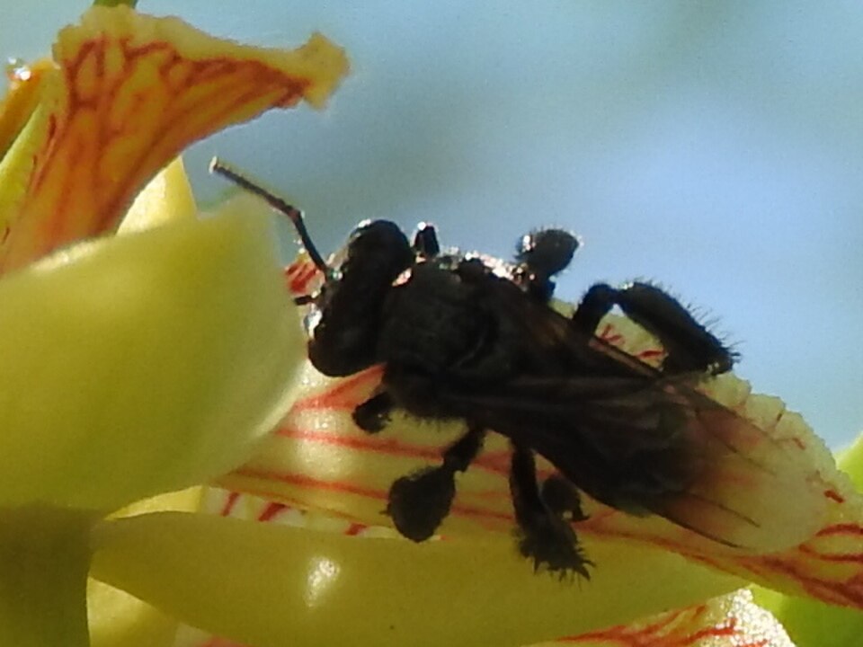 Frieseomelitta nigra (Frieseomelitta portoi)