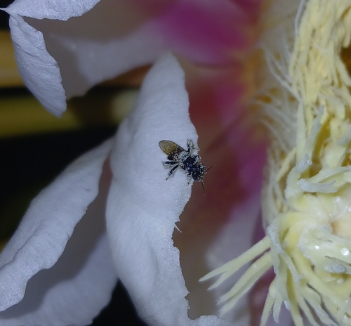 Frieseomelitta paupera (Frieseomelitta paupera)
