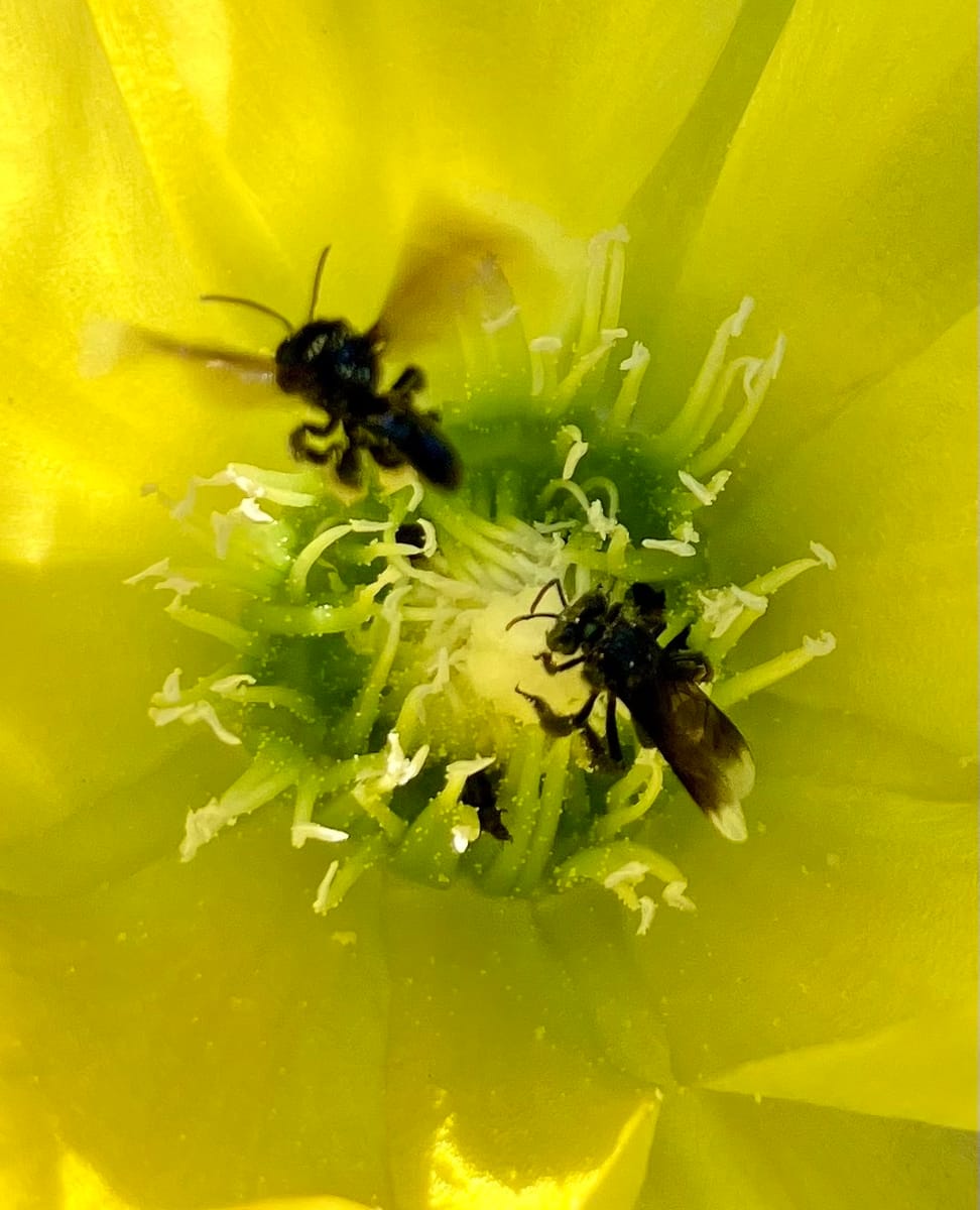 Zopilota (Frieseomelitta paupera)