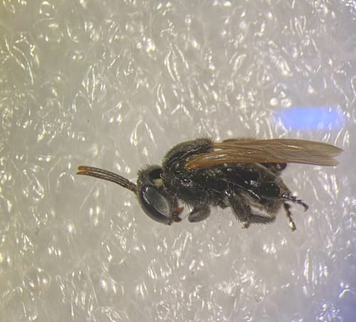 Mombuca-do-maranhão (Geotrigona mombuca)