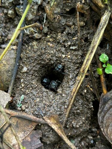 Uruçu-baiana (Geotrigona subterranea)