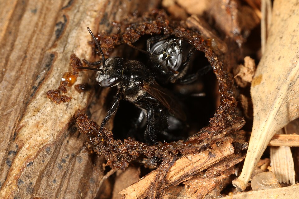 Mombuca (Geotrigona mombuca)