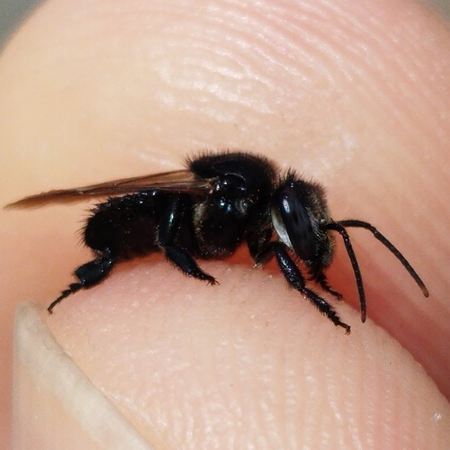Uruçu-mineira (Geotrigona subterranea)