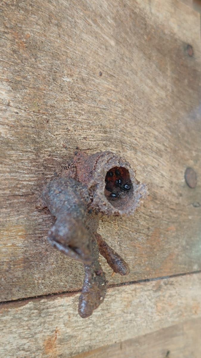 Abelha-limão (Lestrimelitta rufipes)