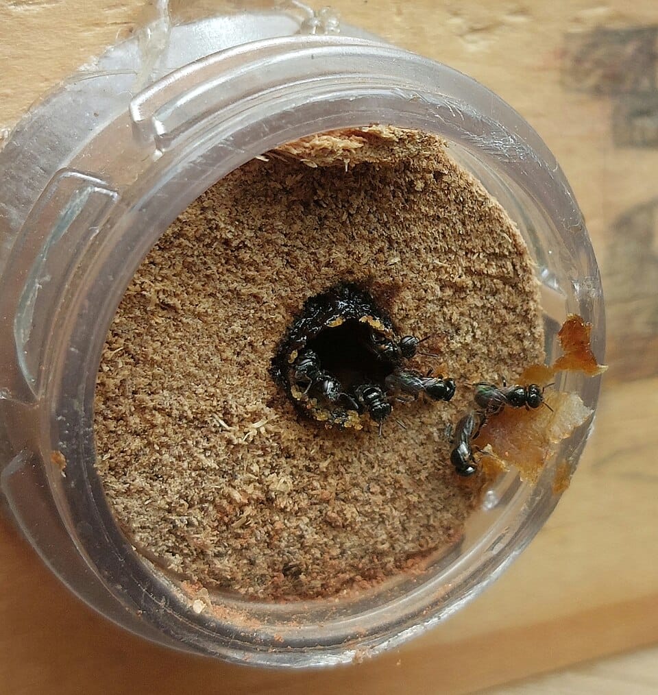Lambe-olhos (Leurotrigona muelleri)