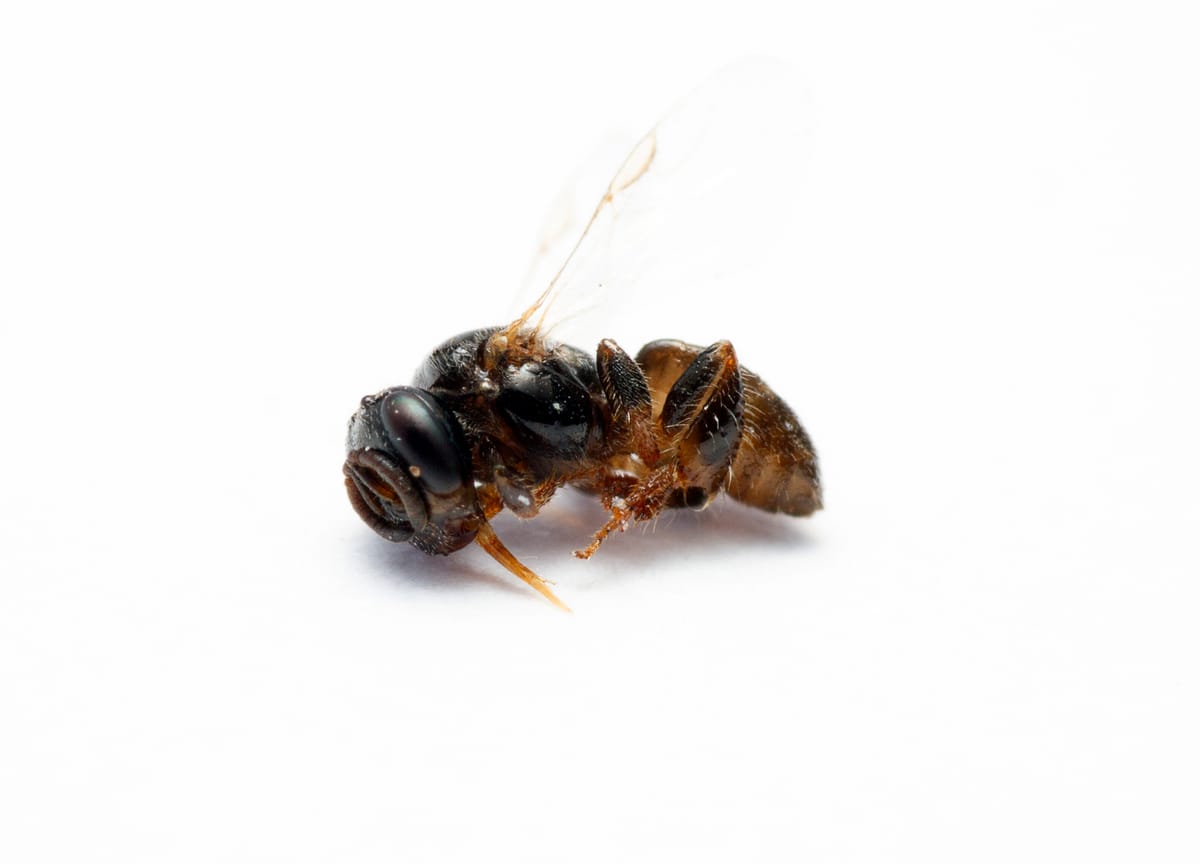 Leurotrigona crispula (Leurotrigona crispula)