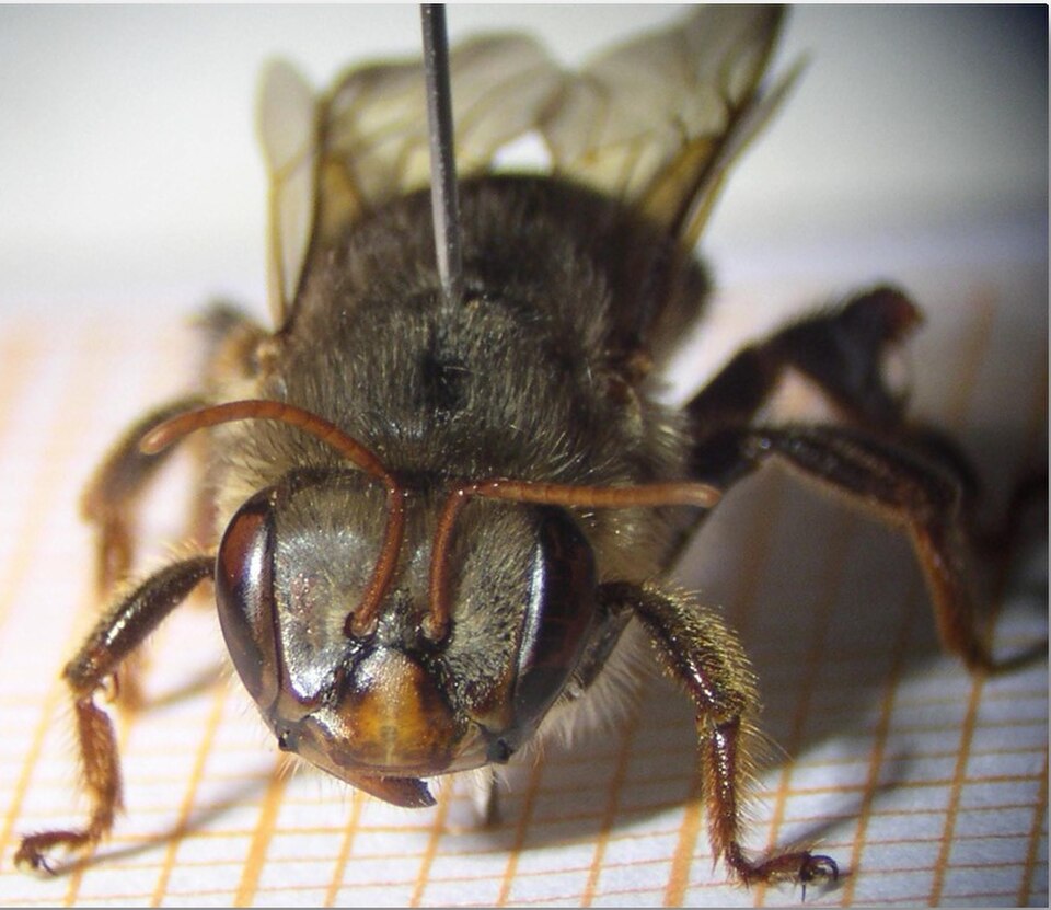 Uruçu-negra (Melipona capixaba)