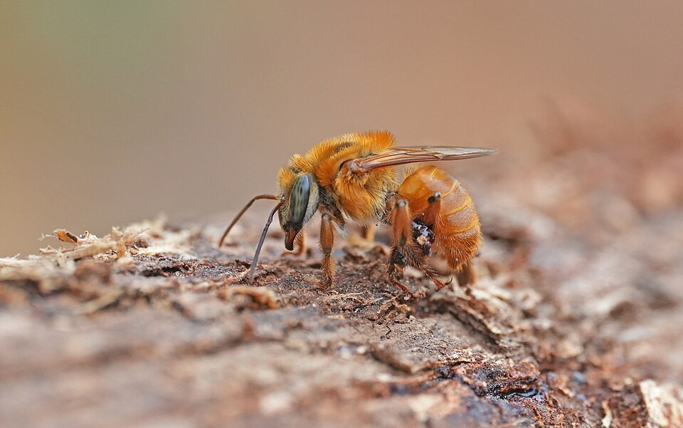 Uruçu-amarela (Melipona flavolineata)