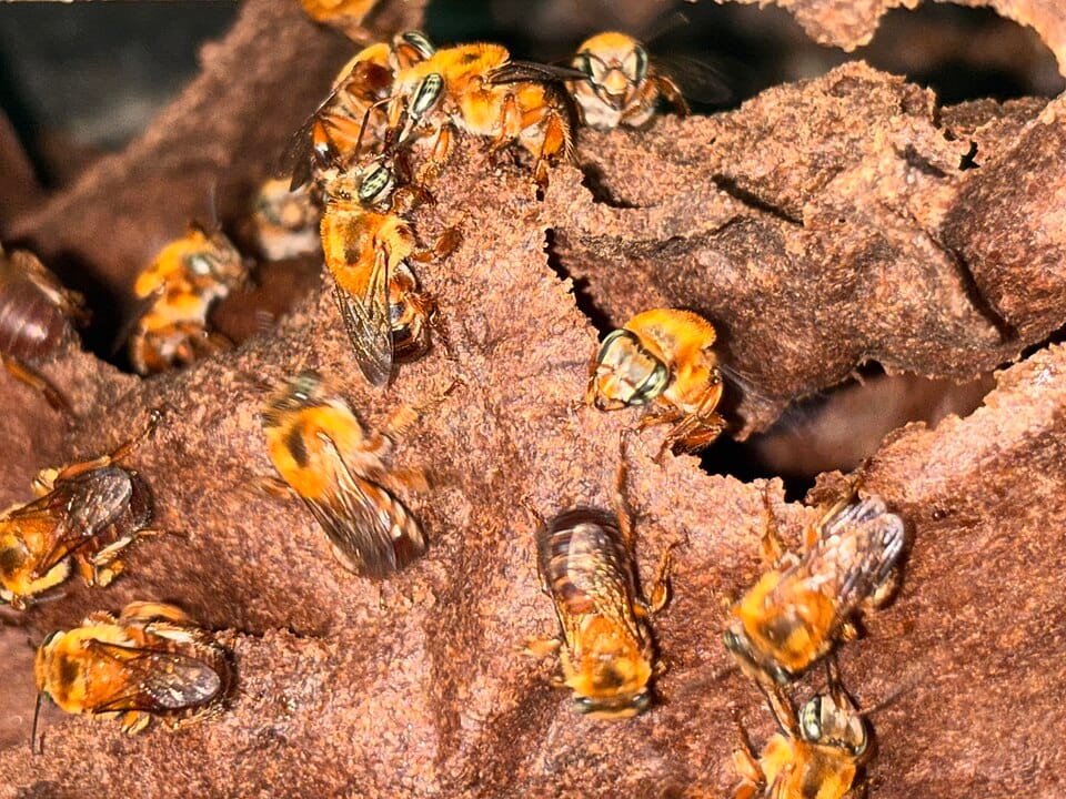 Uruçu-boi (Melipona fulva)