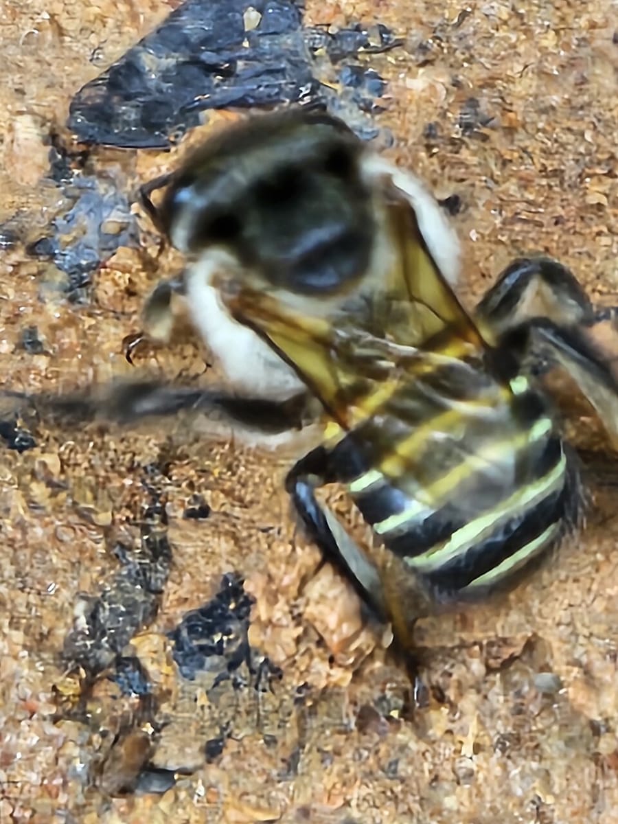 Pinto-de-velho (Melipona lateralis)