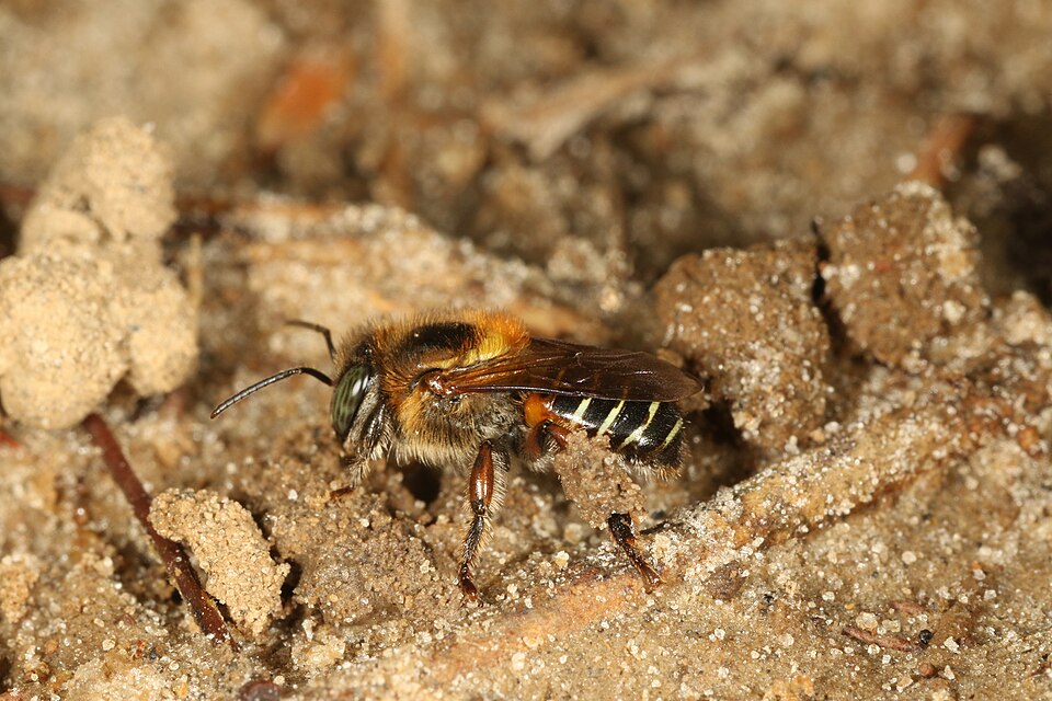 Manduri (Melipona marginata)