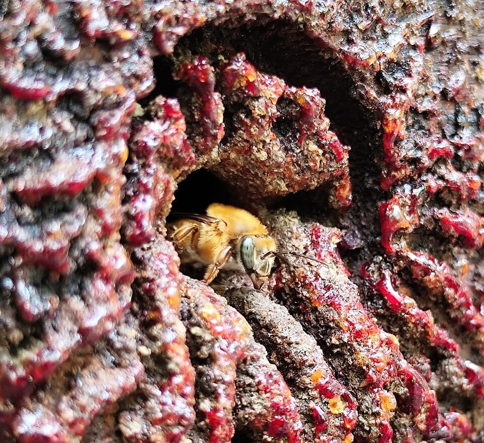 Bugia (Melipona mondury)