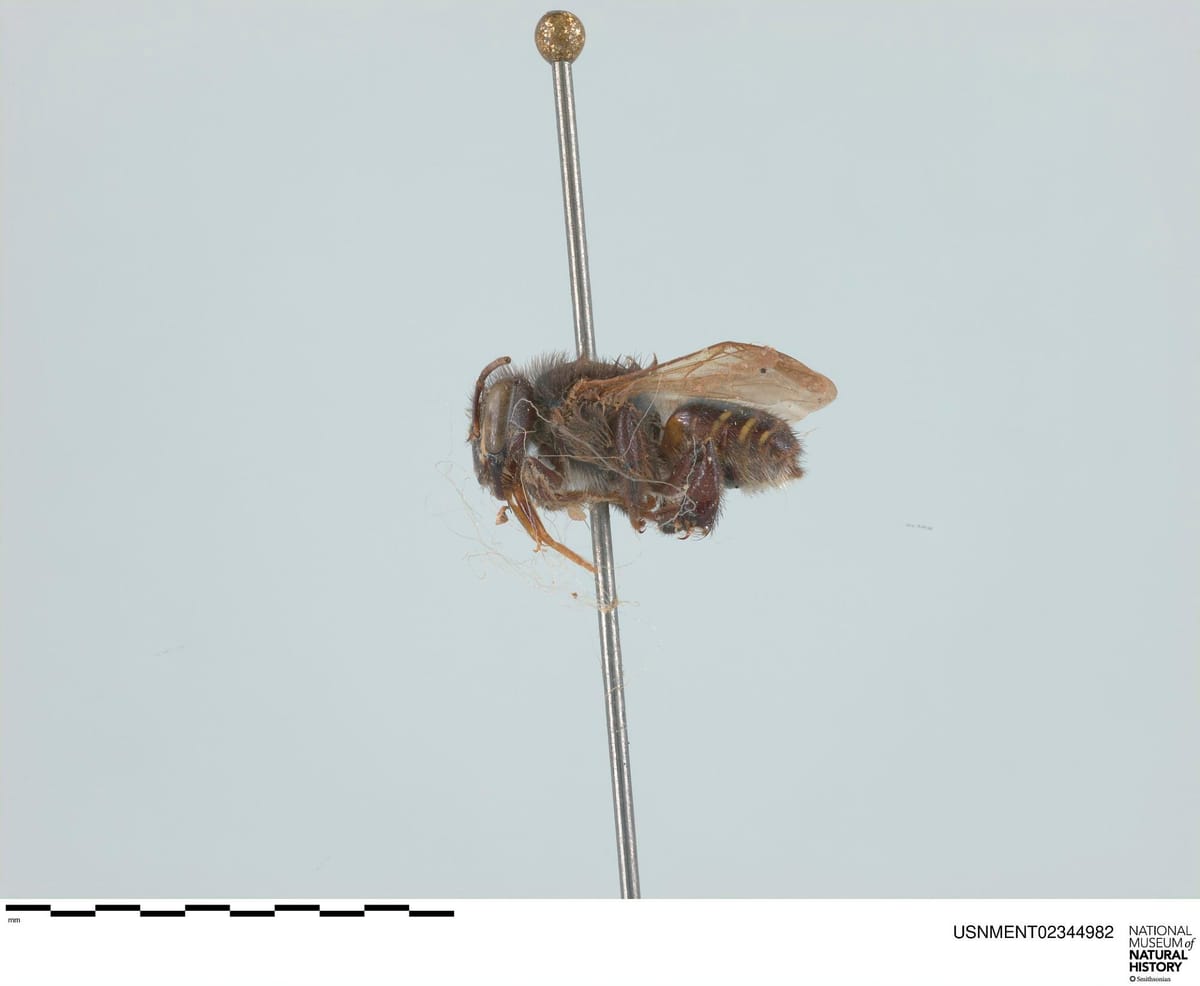 Tiúba-preta (Melipona obscurior)