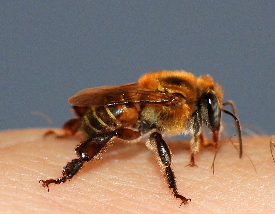 Melipona puncticollis (Melipona puncticollis)
