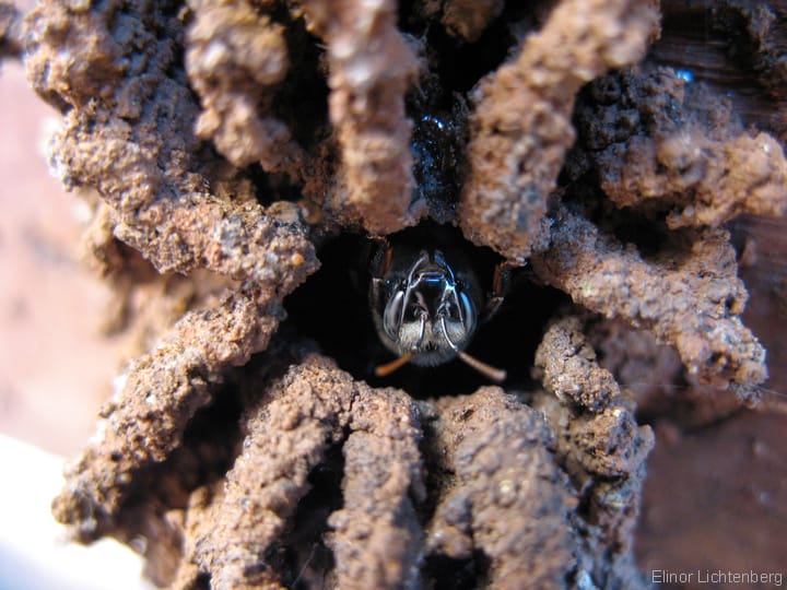 Entrada do ninho de Mandaçaia (Melipona quadrifasciata)