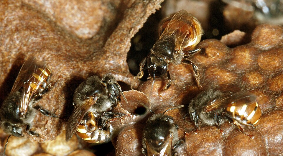 Mandaçaia (Melipona quadrifasciata)