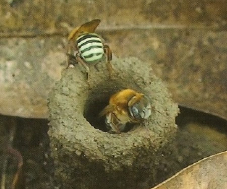 Uruçu-do-chão (Melipona quinquefasciata)