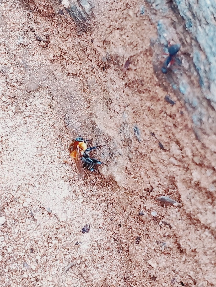 Melipona cramptoni (Melipona cramptoni)