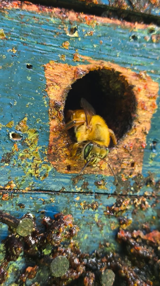 Tujuba (Melipona rufiventris)