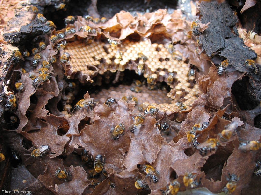 Entrada do ninho de Uruçu-de-mel (Melipona scutellaris)