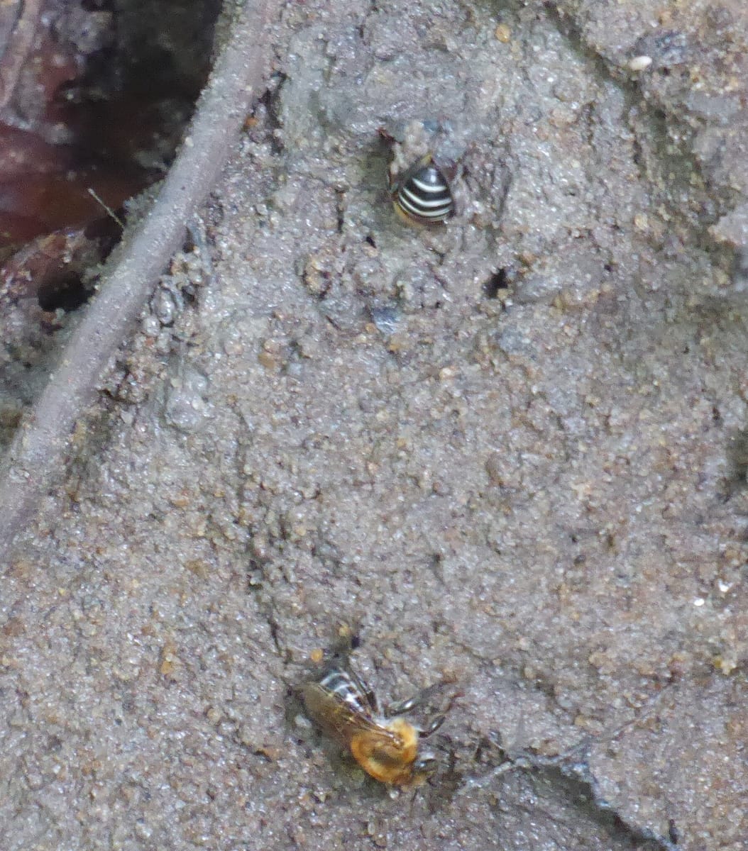 Uruçu (Melipona scutellaris)