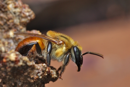 Uruçu-boca-de-renda (Melipona seminigra)