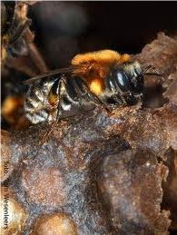Jandaíra (Melipona subnitida)