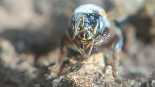 Uruçu-de-roraima (Melipona cramptoni)