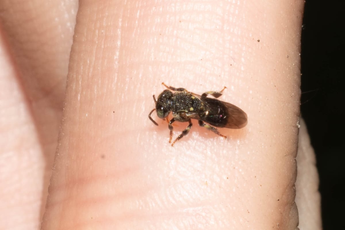 Nannotrigona melanocera (Nannotrigona melanocera)