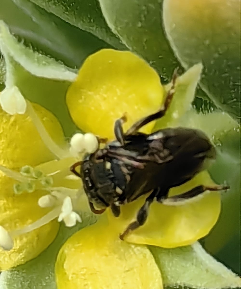 Nannotrigona dutrae (Nannotrigona dutrae)