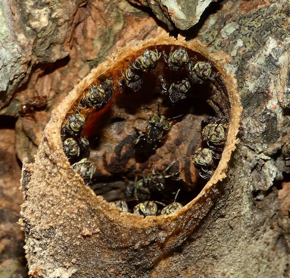 Iraí (Nannotrigona testaceicornis)