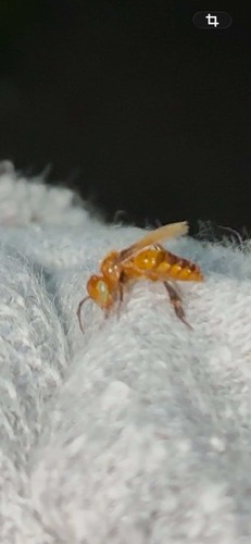 Oxytrigona flaveola (Oxytrigona flaveola)