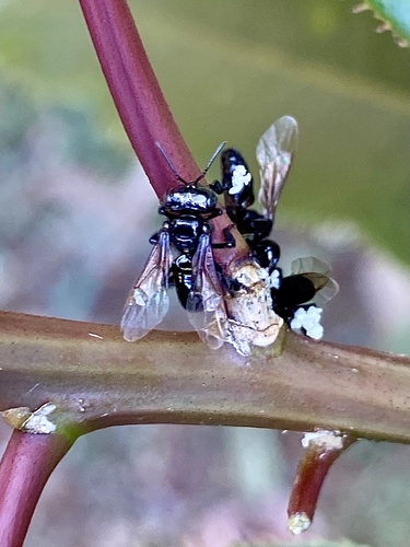 Oxytrigona ignis (Oxytrigona ignis)