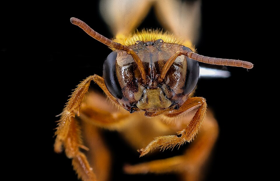Oxytrigona mellicolor (Oxytrigona mulfordi)