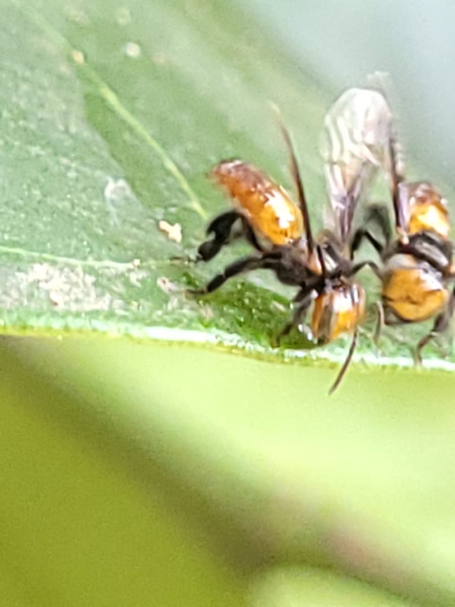 Oxytrigona daemoniaca (Oxytrigona daemoniaca)