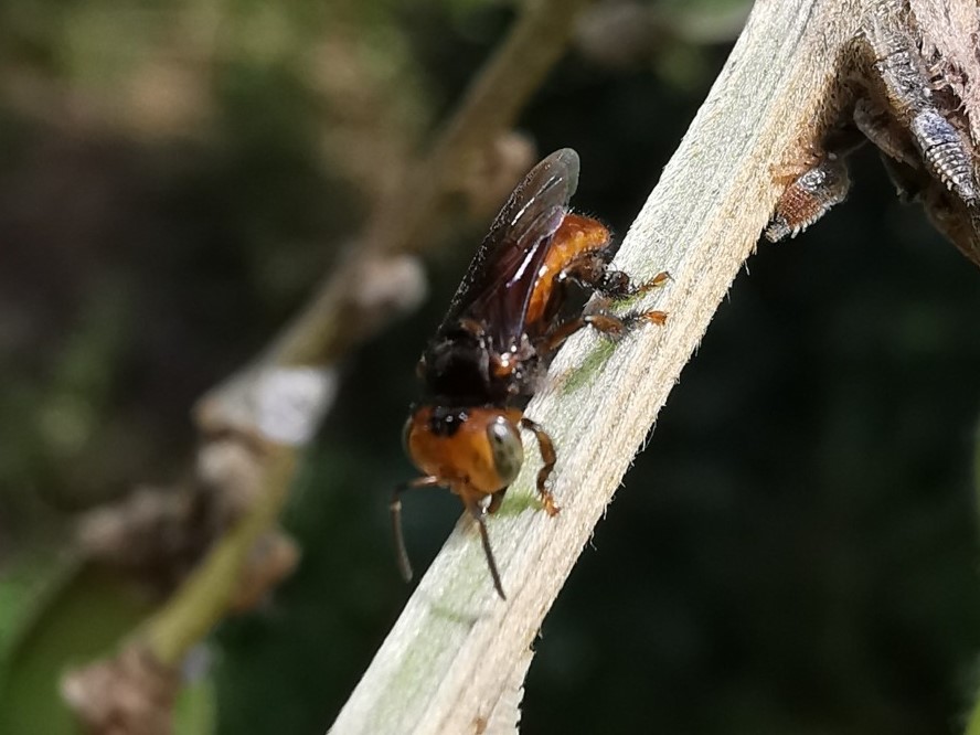 Tataíra (Oxytrigona tataira)