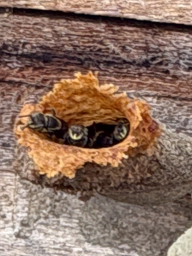 Abelha-de-cupim (Paratrigona impunctata)