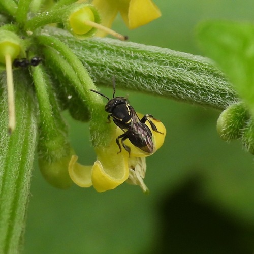 Paratrigona impunctata (Paratrigona impunctata)