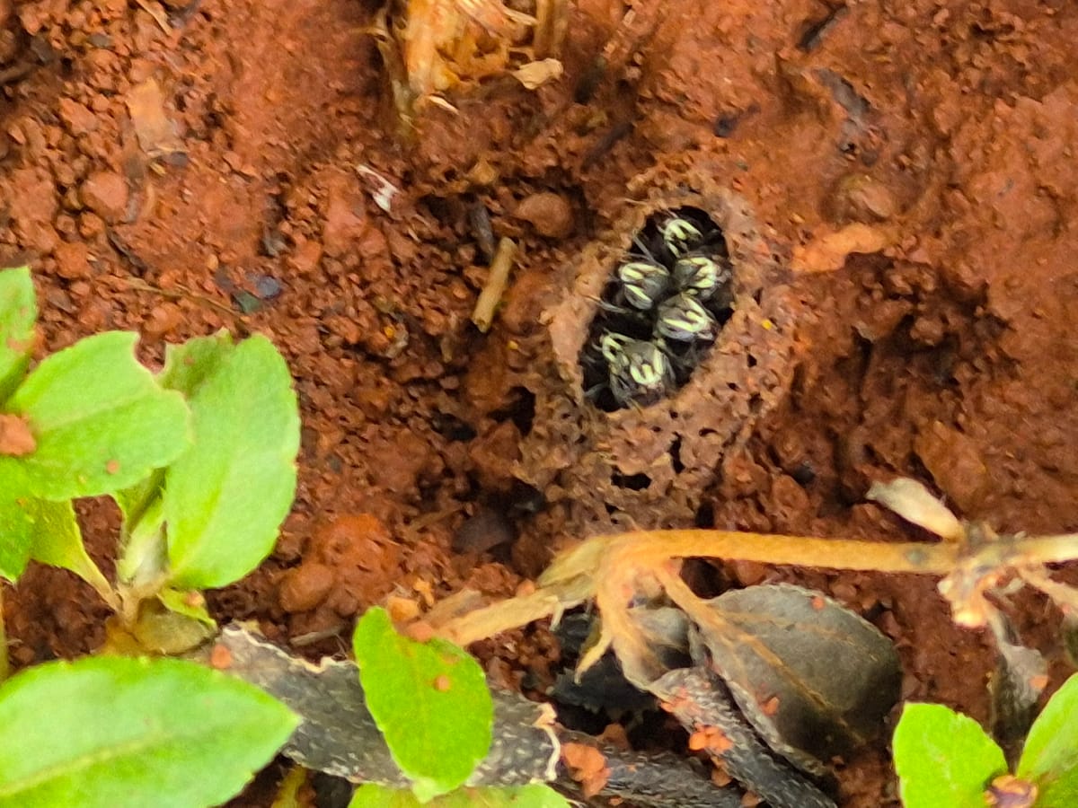 Paratrigona euxanthospila (Paratrigona euxanthospila)