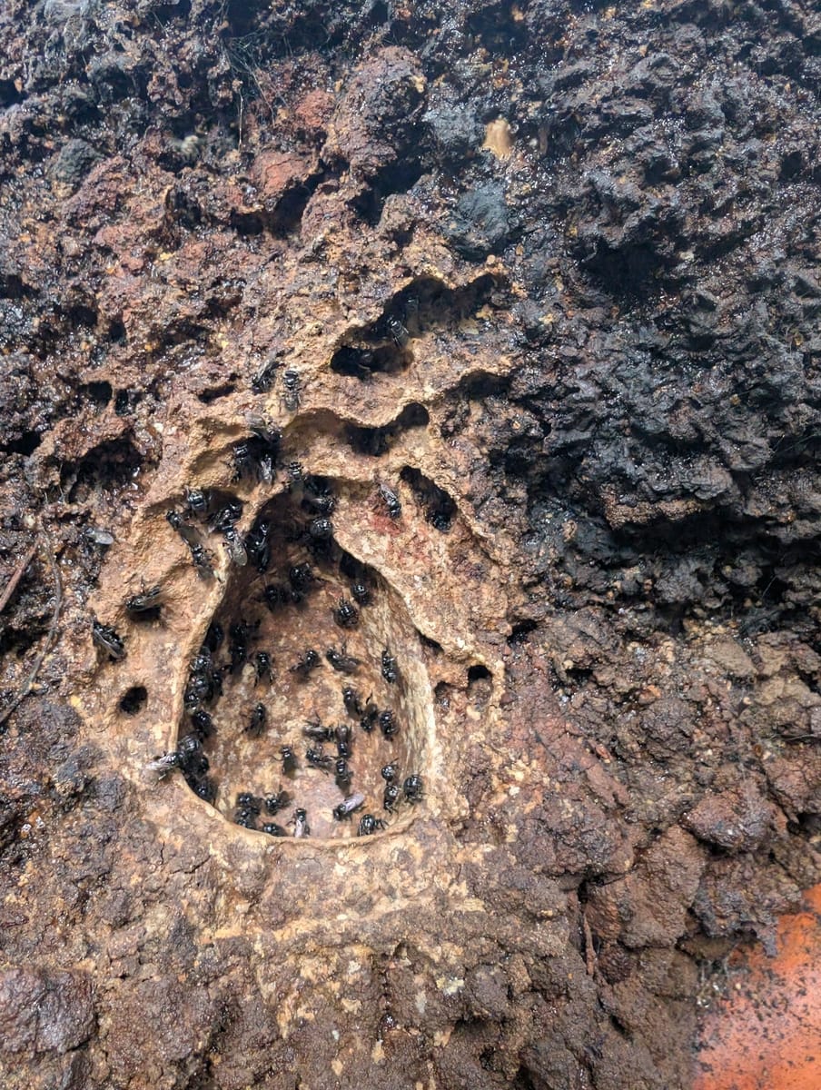 Partamona combinata (Partamona combinata)
