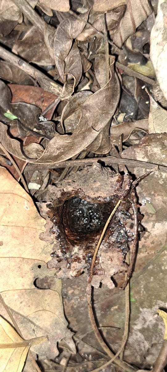 Partamona criptica (Partamona criptica)