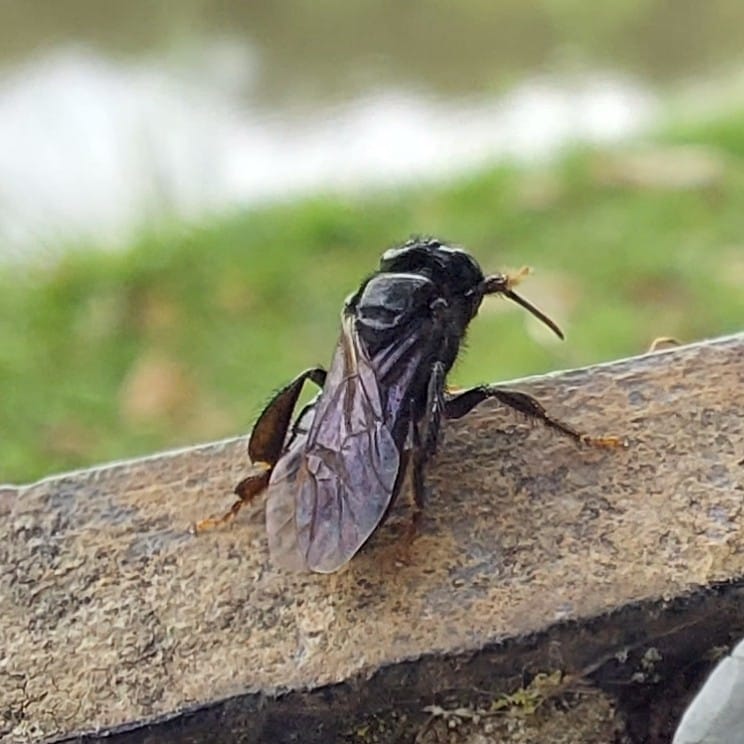 Boca-de-sapo (Partamona helleri)