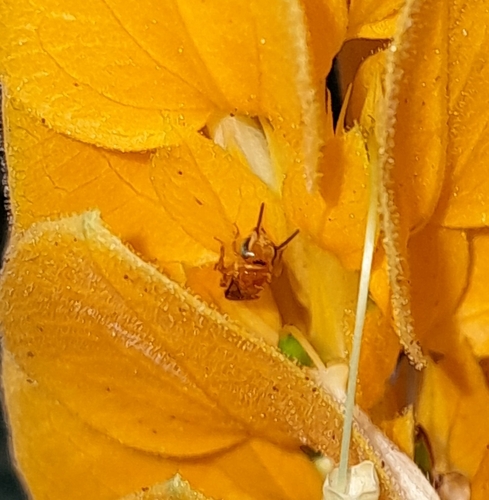 Partamona musarum (Partamona ferreirai)