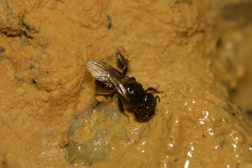 Partamona nigrior (Partamona nigrior)